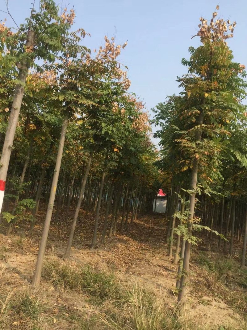 栾树南栾栾树基地直供价格便宜规格齐全质量保证