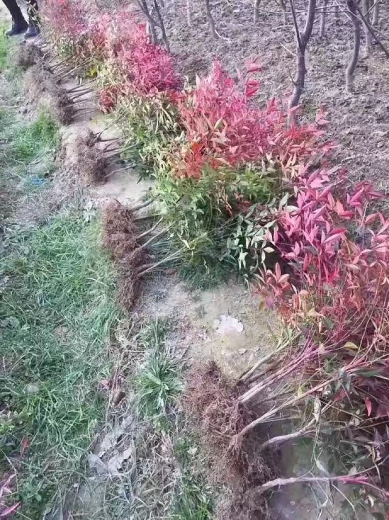 南天竹地被小苗天竺苗床苗芽苗大量供应规格齐全