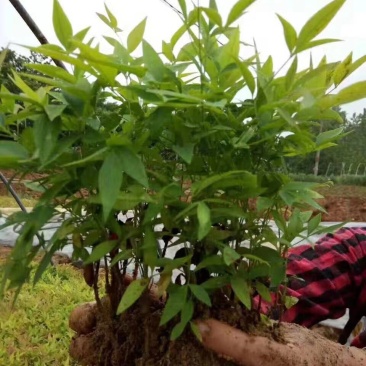 南天竹地被小苗天竺苗床苗芽苗大量供应规格齐全