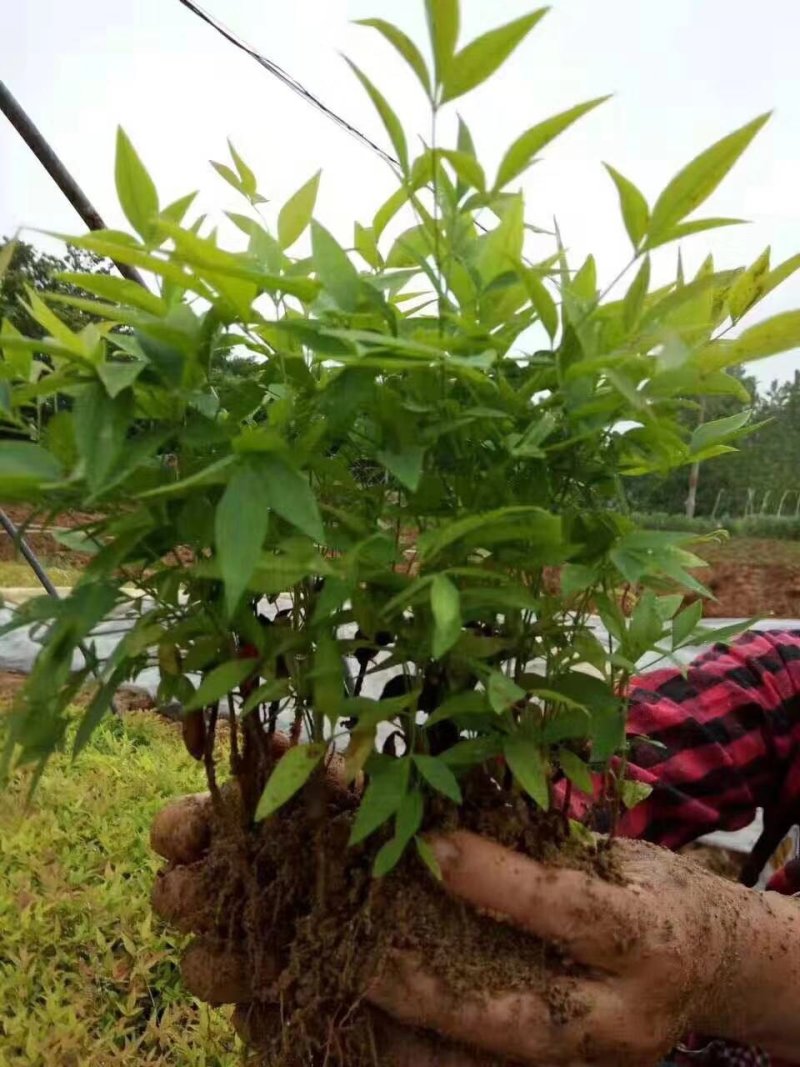 南天竹地被小苗天竺苗床苗芽苗大量供应规格齐全