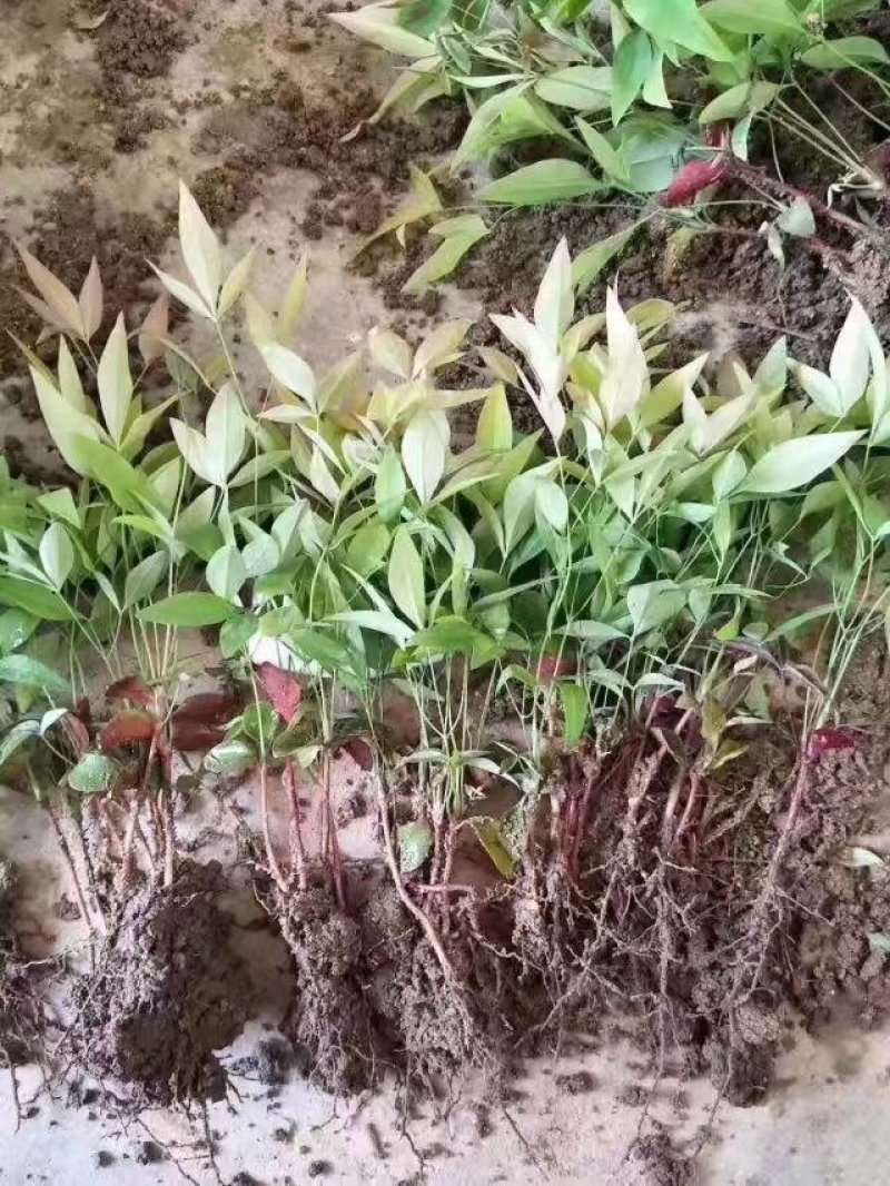 南天竹地被小苗天竺苗床苗芽苗大量供应规格齐全