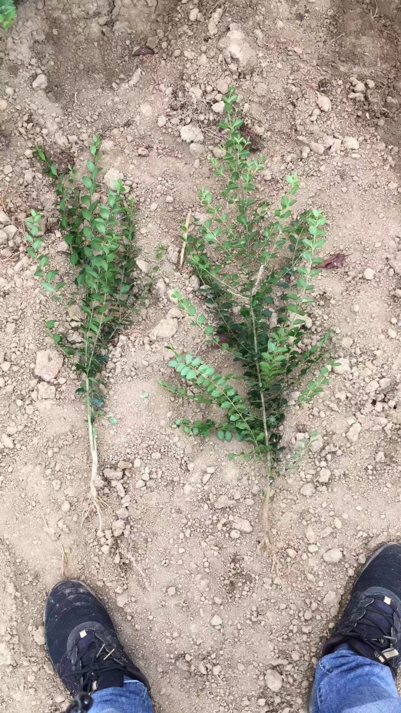 小叶女贞地被小苗小叶女贞造型规格齐全质量保证