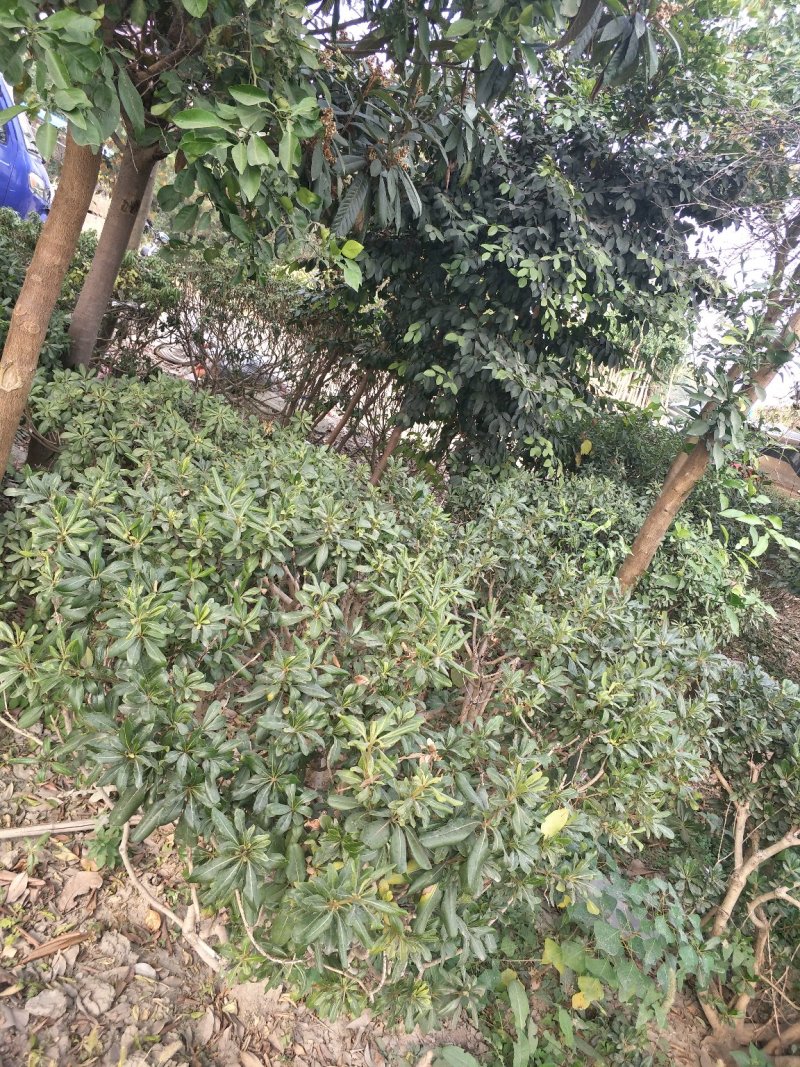 海桐小毛球、光球及小苗，产地直销量大价优欢迎采购…