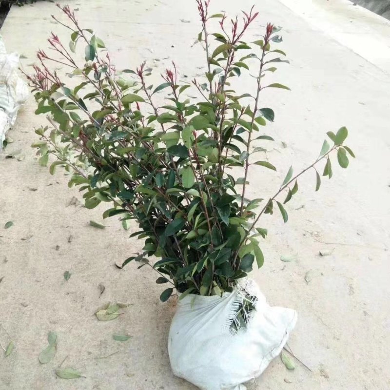 红叶石楠杯苗大杯红叶石兰红叶石兰球色块小苗规格齐全