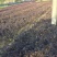 红花继木双面红球类地被小苗常年大量供应农户直销价