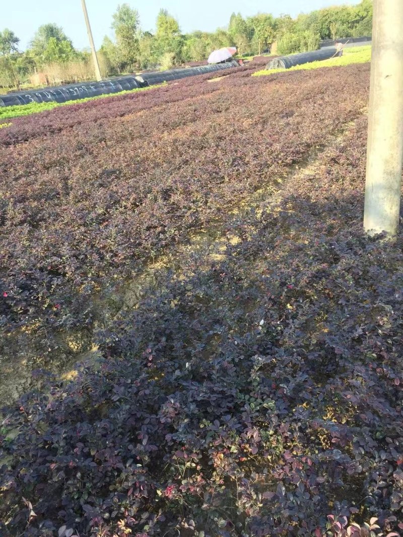 红花继木双面红球类地被小苗常年大量供应农户直销价