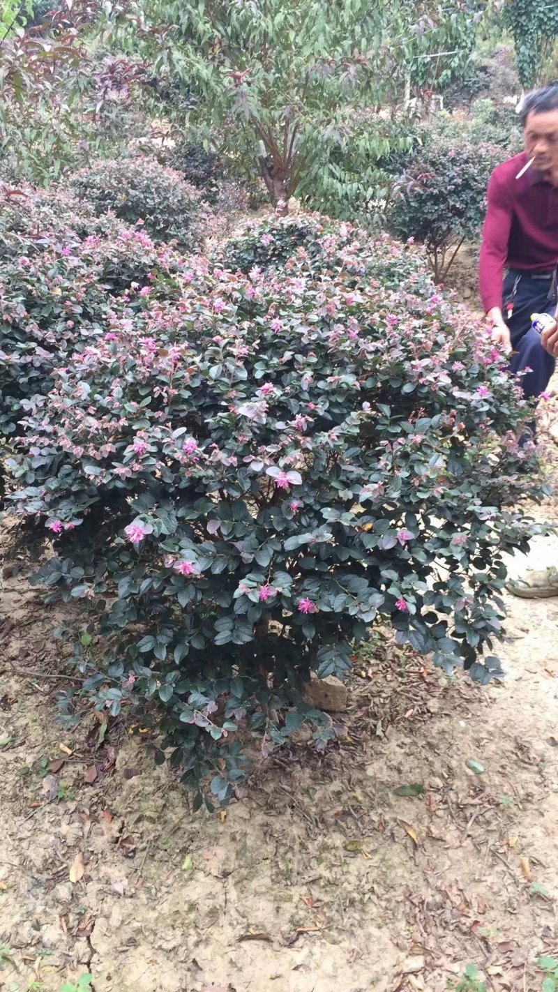 红花继木双面红球类地被小苗常年大量供应农户直销价