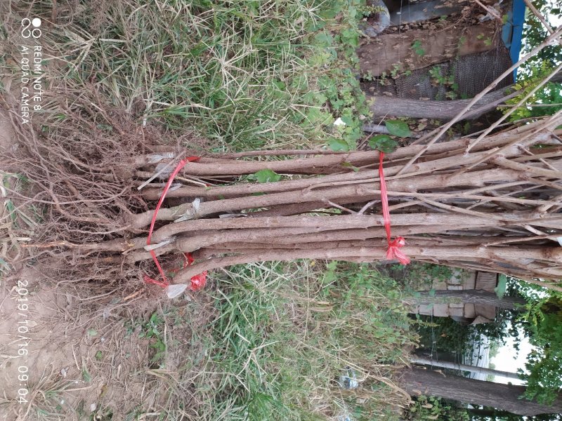 红灯樱桃苗个头大，甜度高，成熟早，包品种免费后期指导