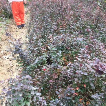 紫叶小檗红叶小波地被小苗农户直销价格优惠常年供应