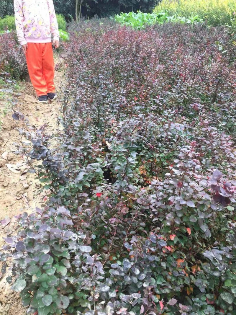 紫叶小檗红叶小波地被小苗农户直销价格优惠常年供应