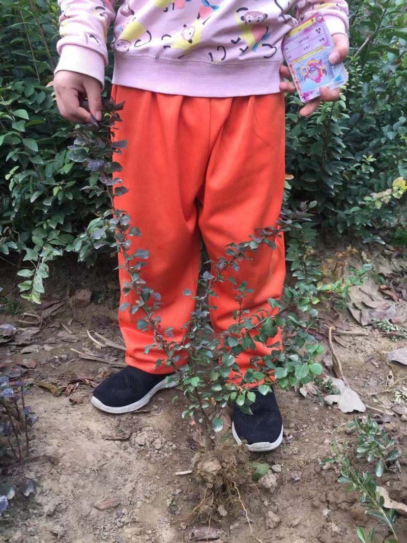 紫叶小檗红叶小波地被小苗农户直销价格优惠常年供应