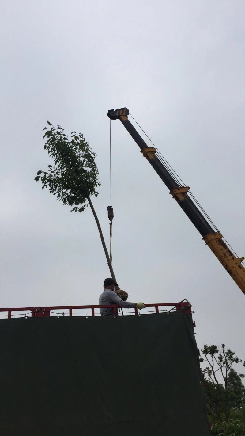 红玉兰紫玉兰白玉兰大量出售苗圃场常年供应各种规格