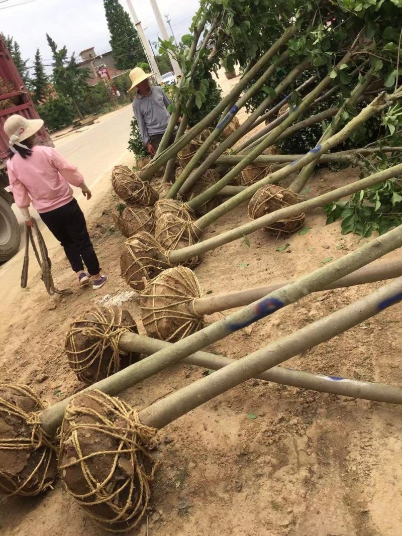 红玉兰紫玉兰白玉兰大量出售苗圃场常年供应各种规格
