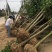 红玉兰紫玉兰白玉兰大量出售苗圃场常年供应各种规格