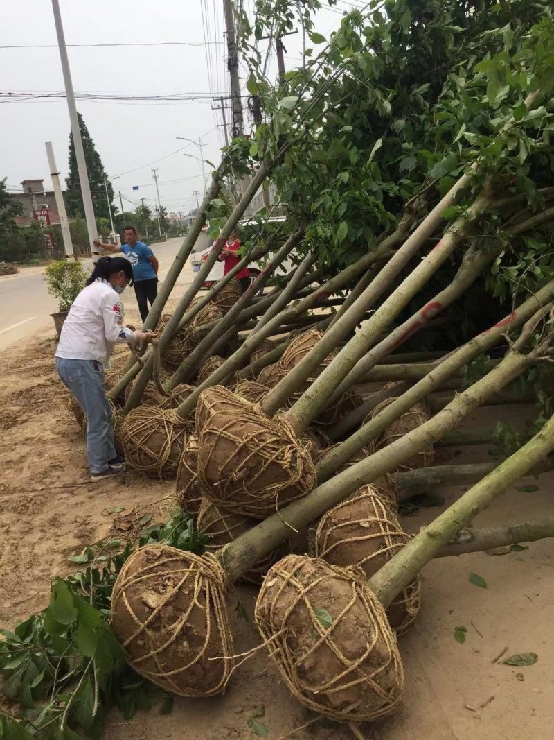 红玉兰紫玉兰白玉兰大量出售苗圃场常年供应各种规格