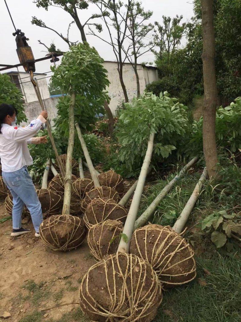 红玉兰紫玉兰白玉兰大量出售苗圃场常年供应各种规格