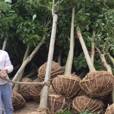 红玉兰紫玉兰白玉兰大量出售苗圃场常年供应各种规格