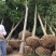 红玉兰紫玉兰白玉兰大量出售苗圃场常年供应各种规格