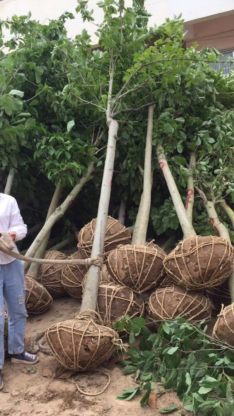 红玉兰紫玉兰白玉兰大量出售苗圃场常年供应各种规格