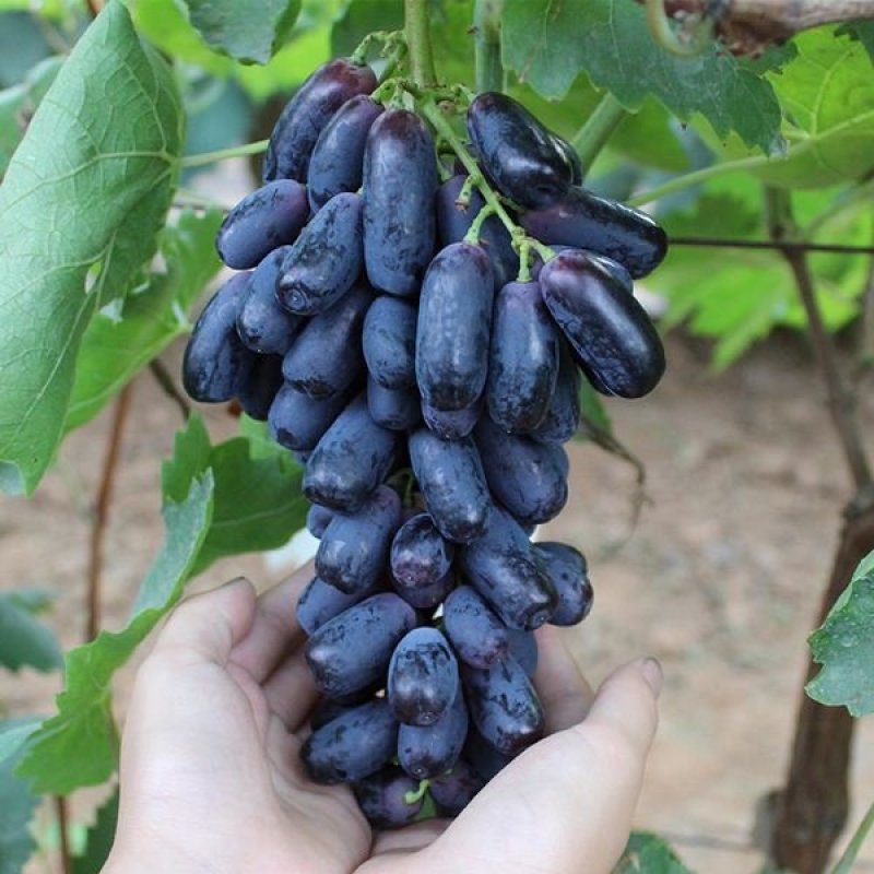 甜蜜蓝宝石葡萄苗嫁接苗品种纯正包成活率免费指导技术