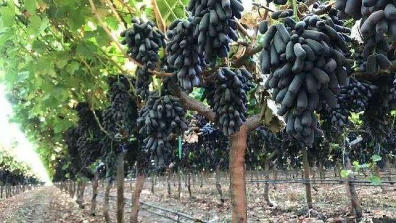 甜蜜蓝宝石葡萄苗嫁接苗品种纯正包成活率免费指导技术