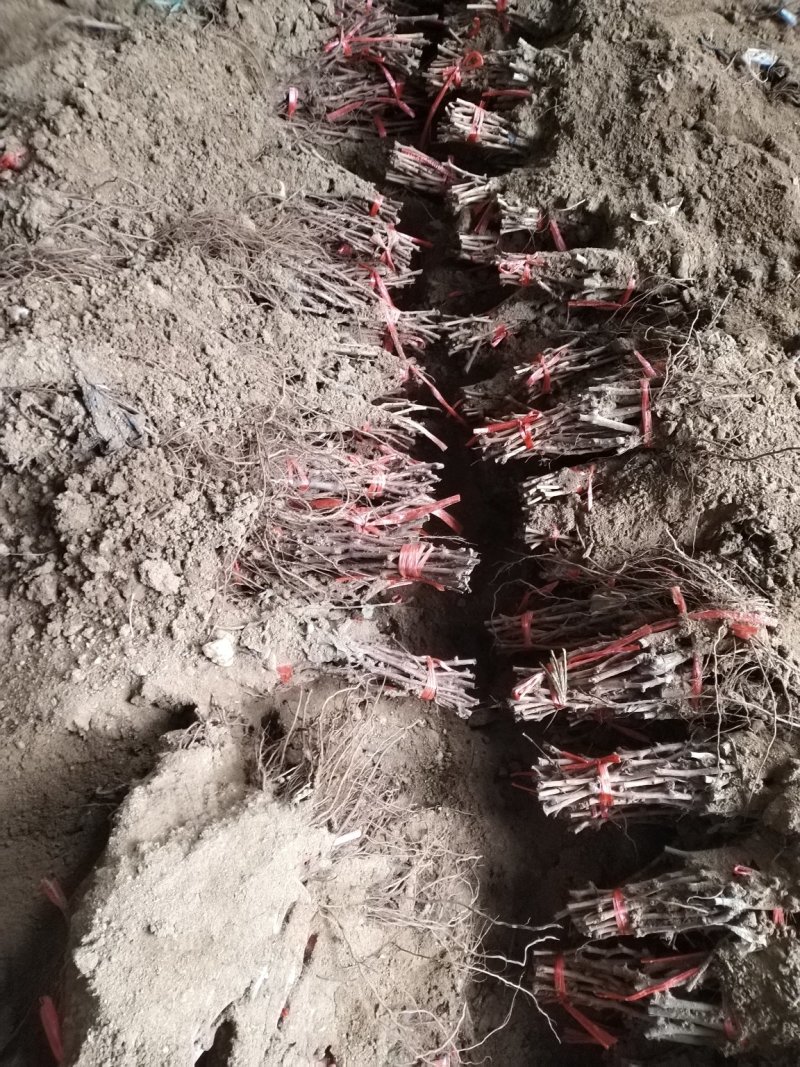 甜蜜蓝宝石葡萄苗嫁接苗品种纯正包成活率免费指导技术