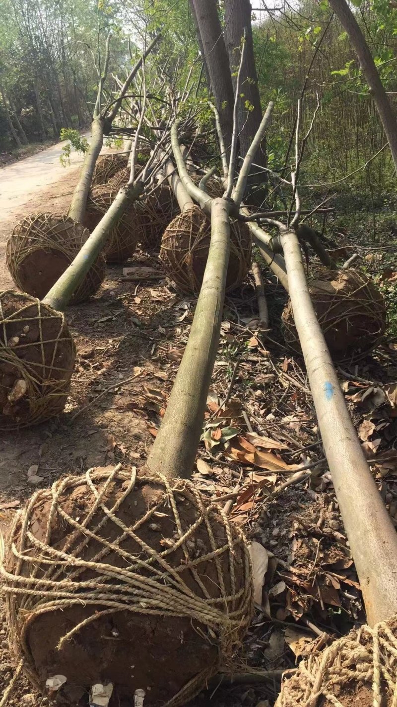 栾树南栾常年供应各种规格栾树价格优惠规格齐全