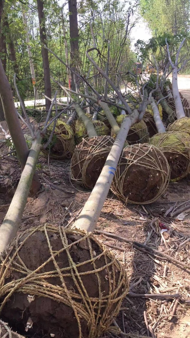 栾树南栾常年供应各种规格栾树价格优惠规格齐全