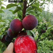 国峰7李子苗，自家的树苗，品种保纯。保证栽植成活