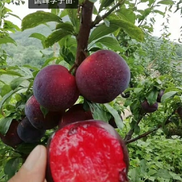 国峰7李子苗，自家的树苗，品种保纯。保证栽植成活