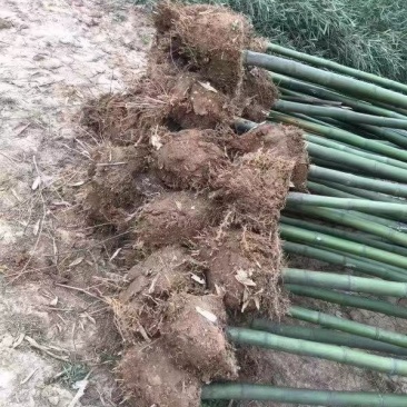 刚竹青皮竹大量出售常年供应，规格齐全农户直销