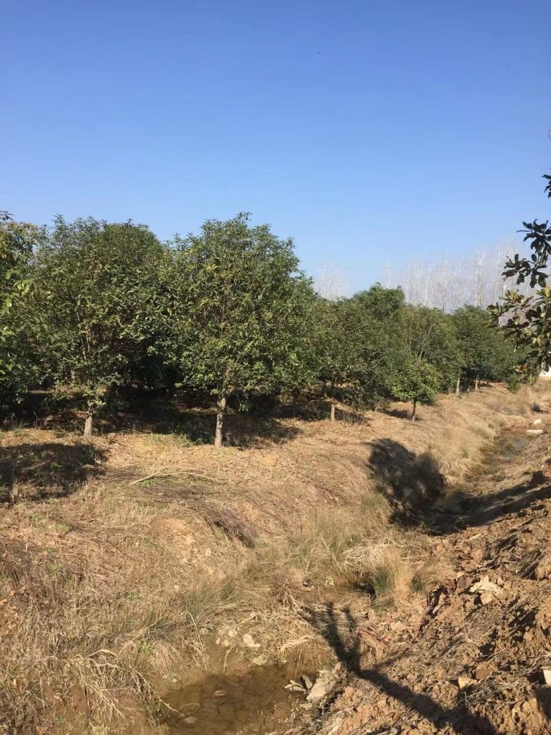 桂花潢川金桂大量出售常年供应各种规格齐全质量保证