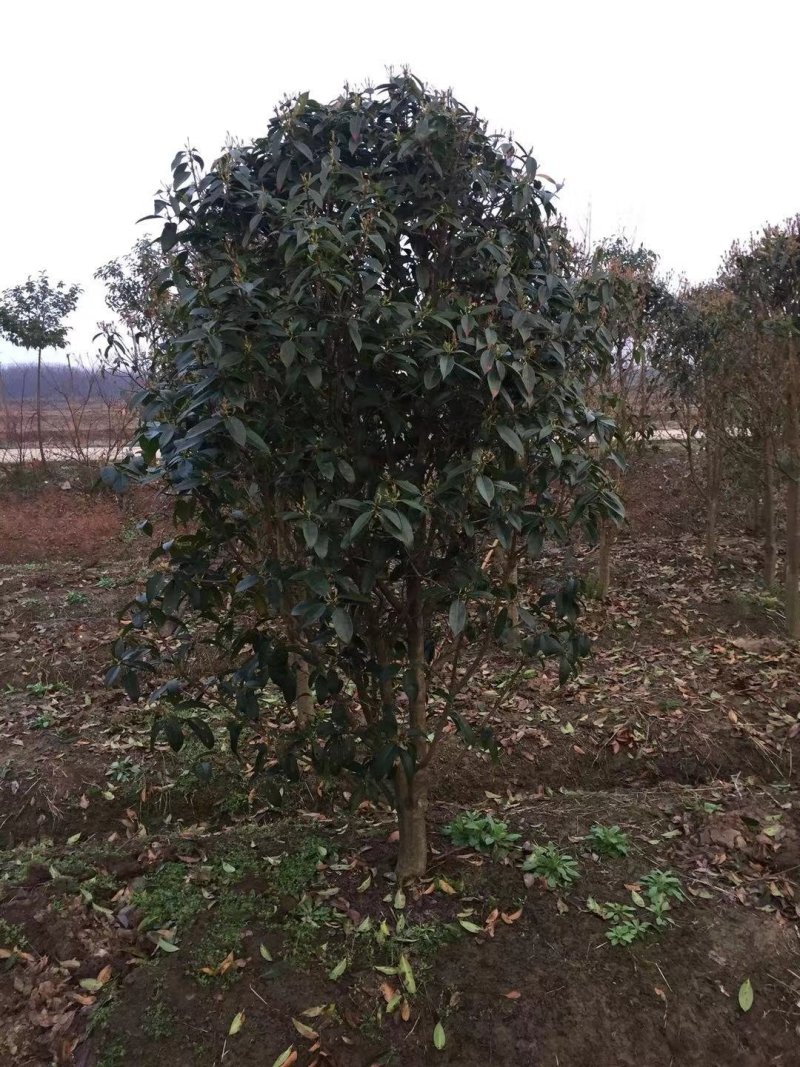 桂花潢川金桂大量出售常年供应各种规格齐全质量保证