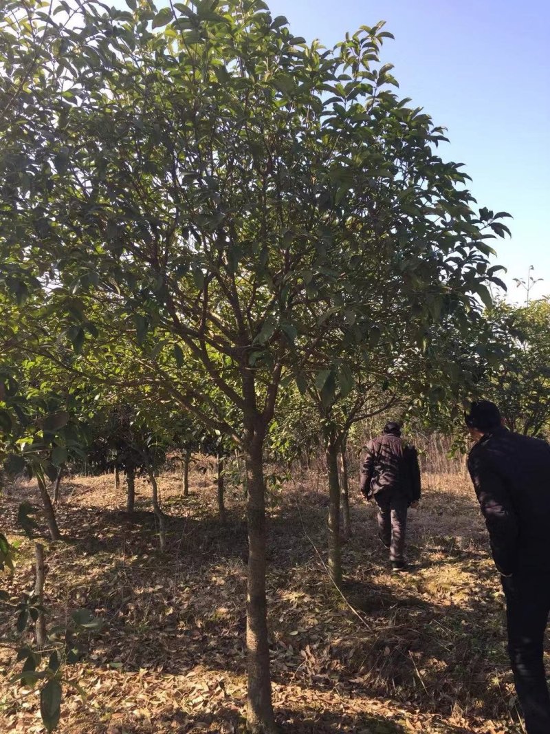 桂花潢川金桂大量出售常年供应各种规格齐全质量保证