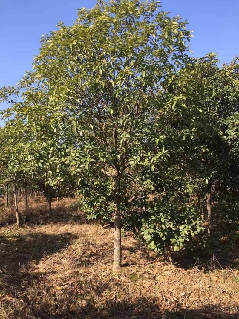 桂花潢川金桂大量出售常年供应各种规格齐全质量保证