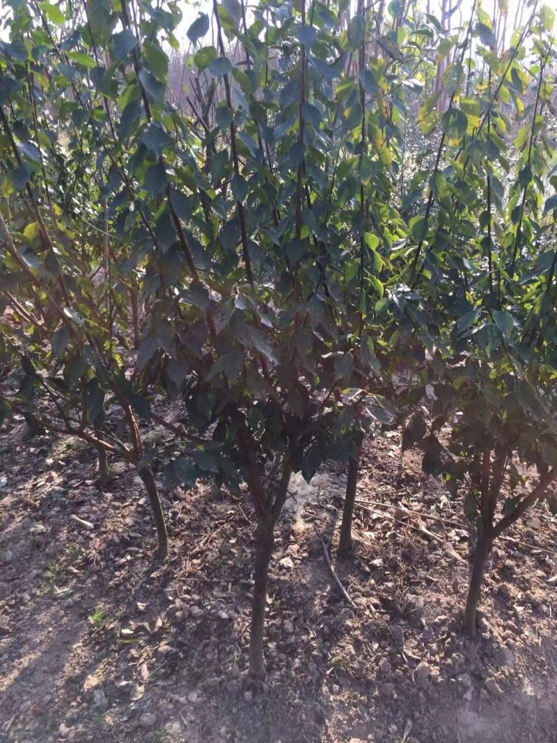 红梅正宗骨里红品种红梅农户直销，量大优惠常年供应