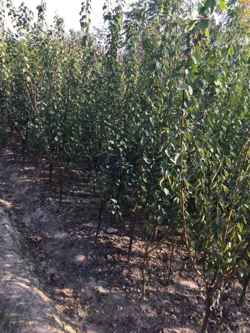 红梅正宗骨里红品种红梅农户直销，量大优惠常年供应