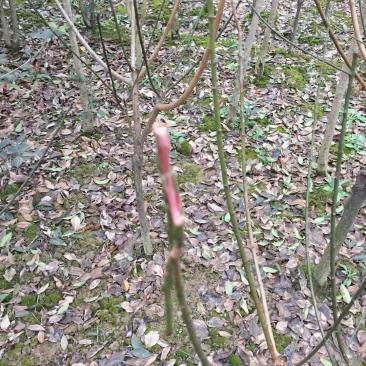 红梅正宗骨里红品种红梅农户直销，量大优惠常年供应