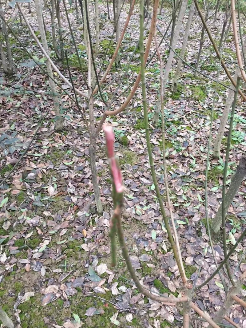 红梅正宗骨里红品种红梅农户直销，量大优惠常年供应