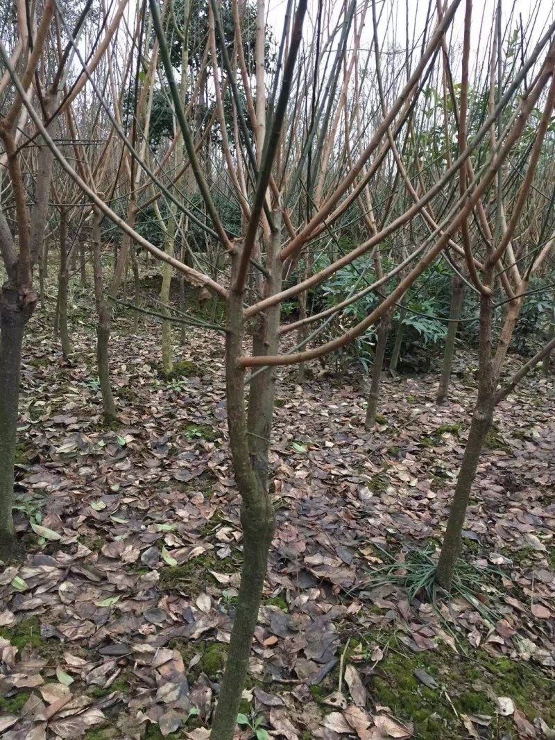 红梅正宗骨里红品种红梅农户直销，量大优惠常年供应