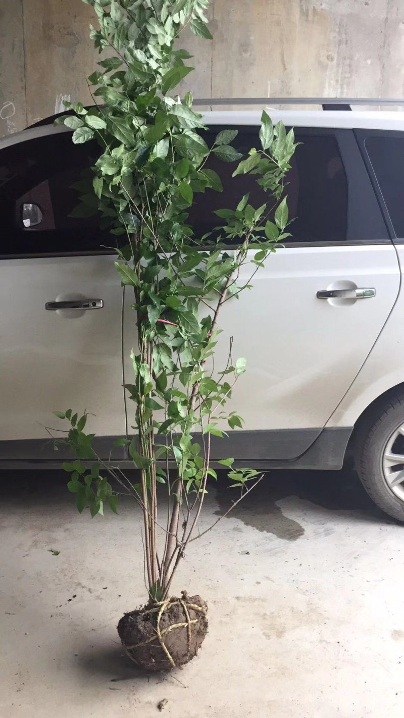 腊梅狗牙梅素心腊梅质量如图所示价格优惠产地直销