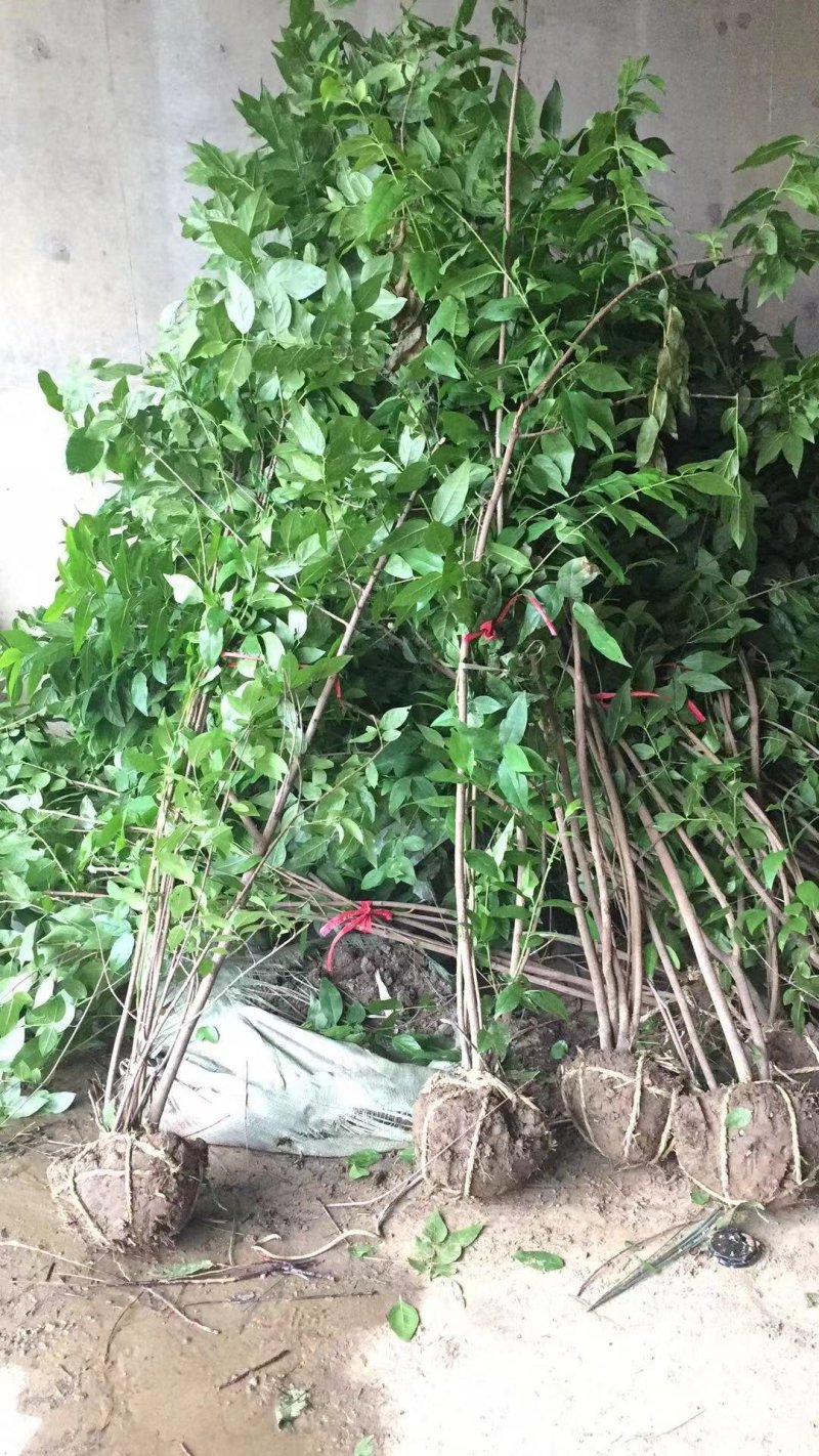 腊梅狗牙梅素心腊梅质量如图所示价格优惠产地直销