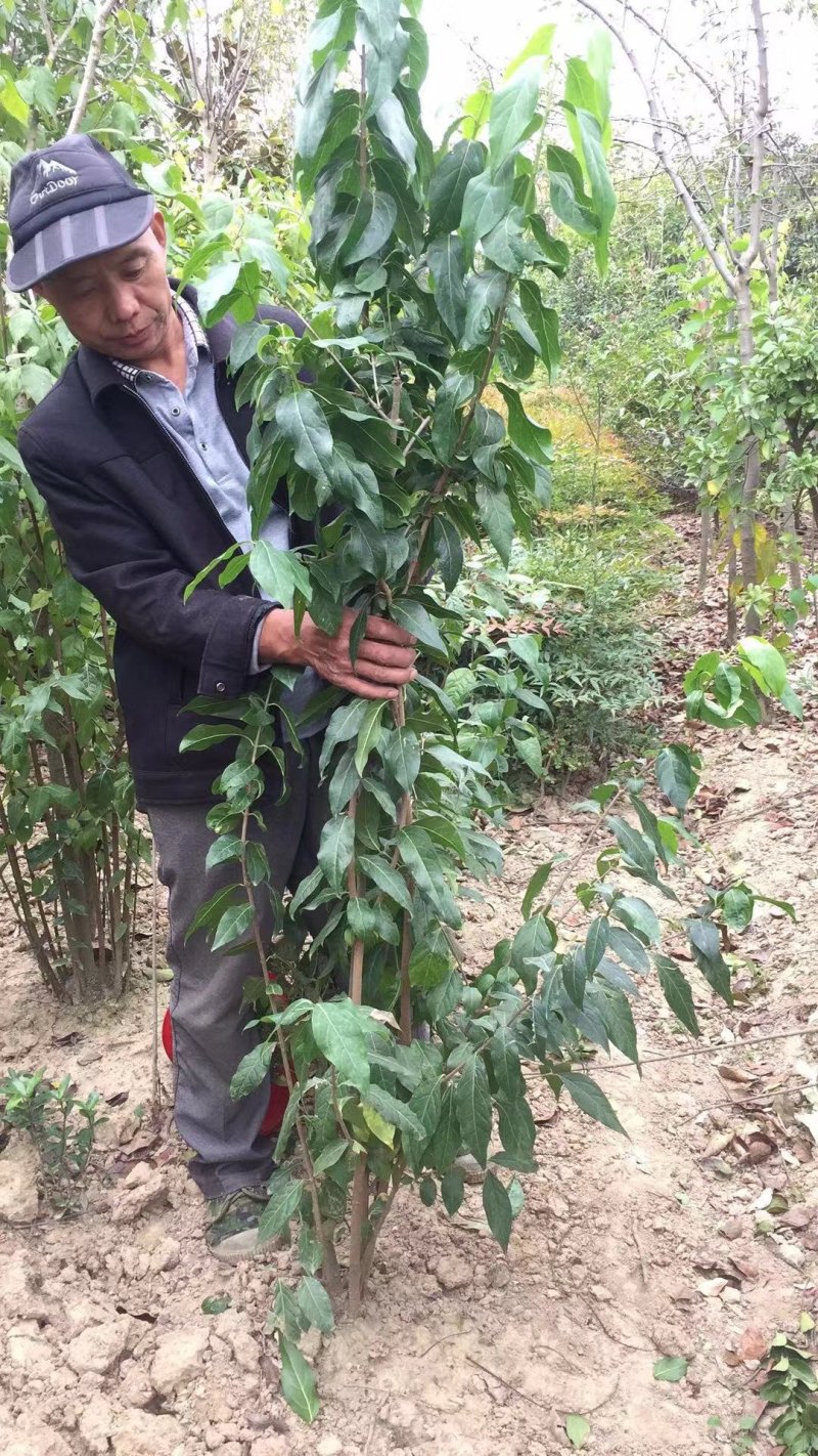 腊梅狗牙梅素心腊梅质量如图所示价格优惠产地直销