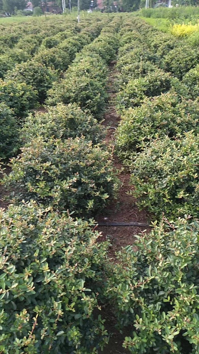 火棘火棘球火棘地被小苗规格齐全质量保证