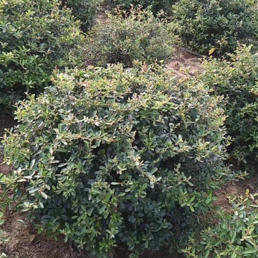 火棘火棘球火棘地被小苗规格齐全质量保证