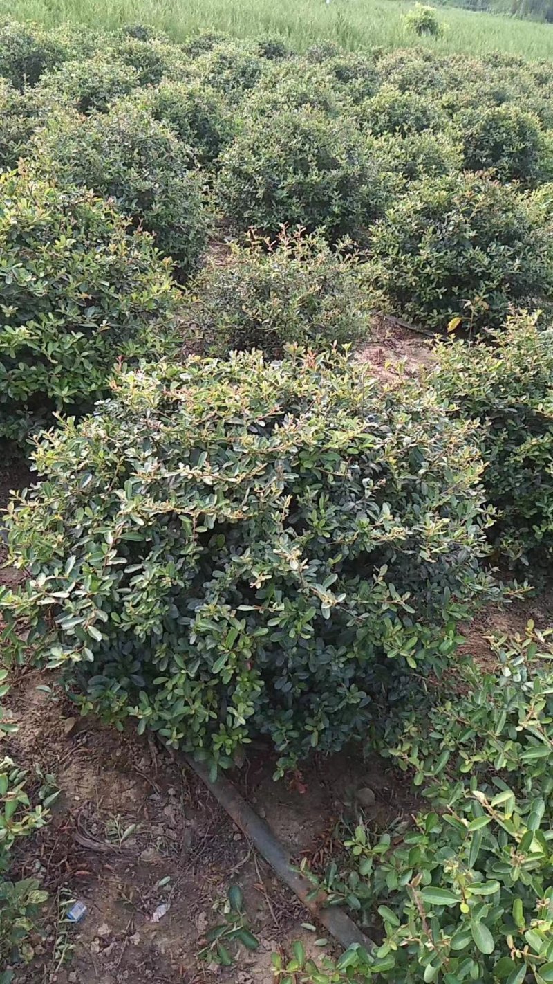 火棘火棘球火棘地被小苗规格齐全质量保证