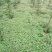 红花草红花榨酱草草本类植物苗圃货源质量保证