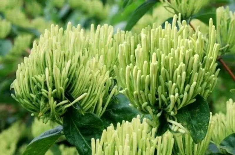 出售湘蕾五号湘蕾金银花苗，又叫金翠蕾（白头苗）