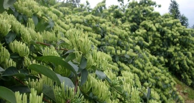 出售湘蕾五号湘蕾金银花苗，又叫金翠蕾（白头苗）