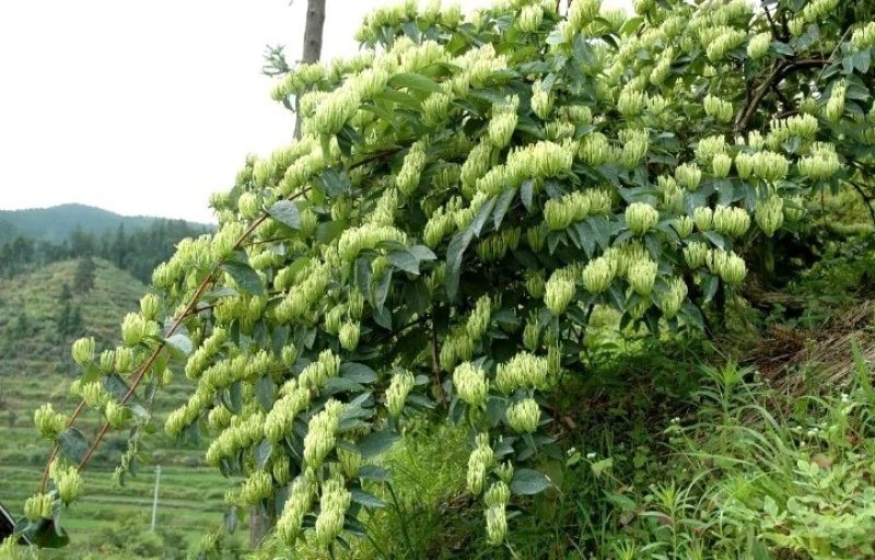 出售湘蕾五号湘蕾金银花苗，又叫金翠蕾（白头苗）